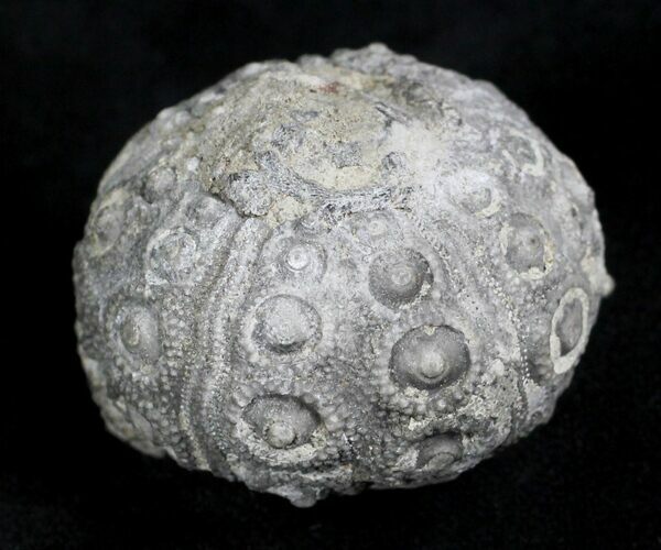 Detailed Nenoticidaris Fossil Urchin - Morocco #27988